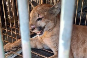 Onça-parda é encontrada em sítio