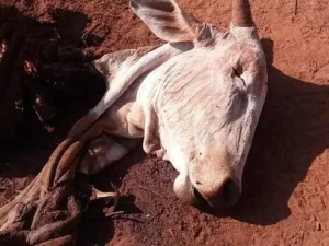 Ladrão abate e furta carne em propriedade rural