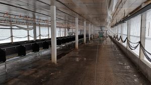 Desinfecção da granja de Montenegro é concluída