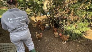 Finalizada terceira visita nas propriedades do raio de 3km do foco de gripe aviária
