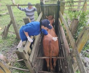 Preparo inteligente: estratégias para a bovinocultura leiteira no inverno