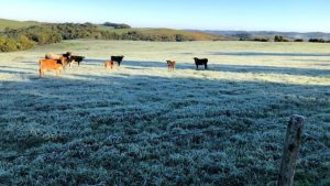 Massa de ar polar acende alerta em pecuaristas