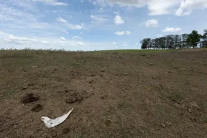Produtores afetados por estiagem podem renegociar crédito rural