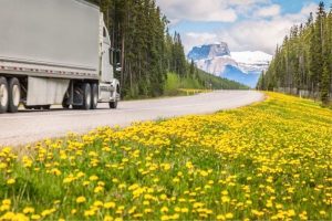 Cultivo de flores em rodovia traz de volta polinizadores e é bom para o agro