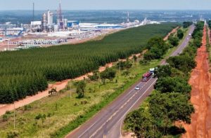 Lei estadual oficializa ‘Vale da Celulose’ como polo estratégico