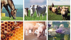 Produtor rural com animais de qualquer espécie tem prazo para atualizar rebanho
