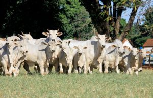 IZ celebra o Dia do Zootecnista e sua importância na agropecuária