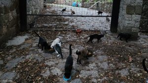 Tutor morre e 80 gatos ficam abandonados