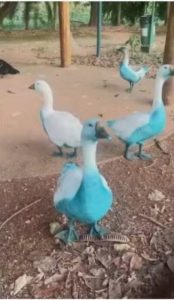 Os patos ficaram azuis, e agora?