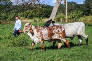 Melhoramento genético do gado leiteiro ajuda produtores
