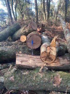 PM autua indivíduos por danos em vegetação nativa