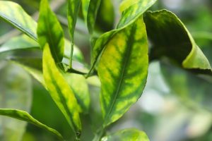 Secretaria de Agricultura intensifica combate ao greening
