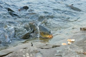 Peixes venenosos: Conheça 4 espécies brasileiras