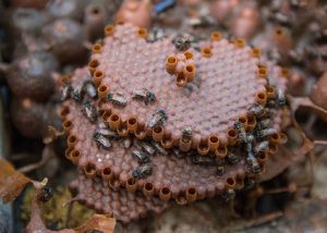 Própolis de abelha amazônica tem poder de regenerar tecidos