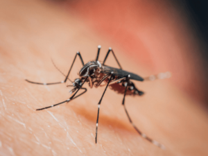 Plataforma disponibiliza monitoramento do mosquito da dengue