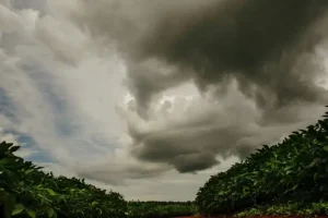 Chuvas na Argentina deixam produtores de soja em alerta