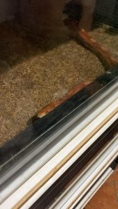 Operação desarticula criadouro clandestino de animais exóticos