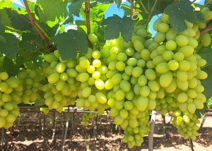 Nova cultivar de uva branca reduz em 50% o custo de mão de obra