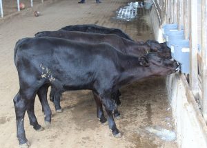 Bezerros geneticamente editados nascem no Brasil