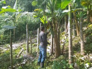 Família agrega sistemas para produzir banana orgânica