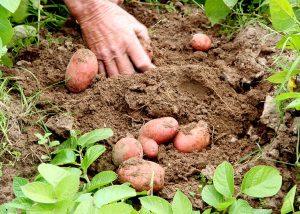 Novos zoneamentos climáticos ampliam a produção de batata ao mercado
