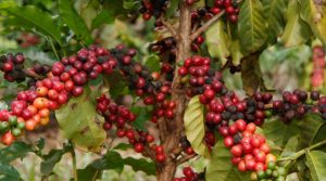 Roubos de café preocupam cafeicultores