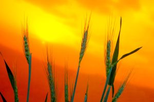 Atenção produtor: Hora de enviar propostas do seguro rural das culturas de inverno