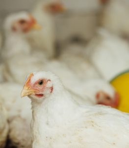 Exportações de carne de frango podem ser retomadas em até 28 dias