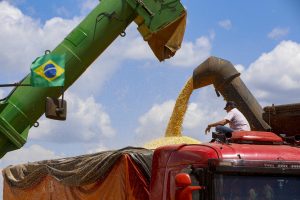 Paraná se prepara para colher a maior safra de milho da história