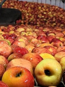 Cooperativa de fruticultores se consolida na Serra Catarinense