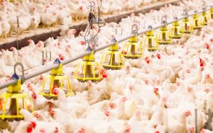 FAEP pede medidas para reabrir mercado internacional ao frango