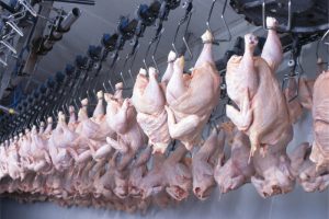 Gripe Aviária: Prejuízo pode chegar em R$ 1,5 bilhão