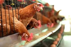 Minas Gerais decreta emergência sanitária