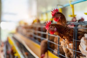 Estado descarta caso de gripe aviária em granja comercial