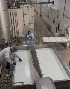 Fazenda se especializa na produção de leite A2
