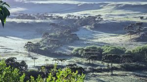 Frio intenso: Estado pode registrar 1ª neve de 2025