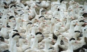 Influenza aviária causou a morte de 38 aves no maior zoológico do RS