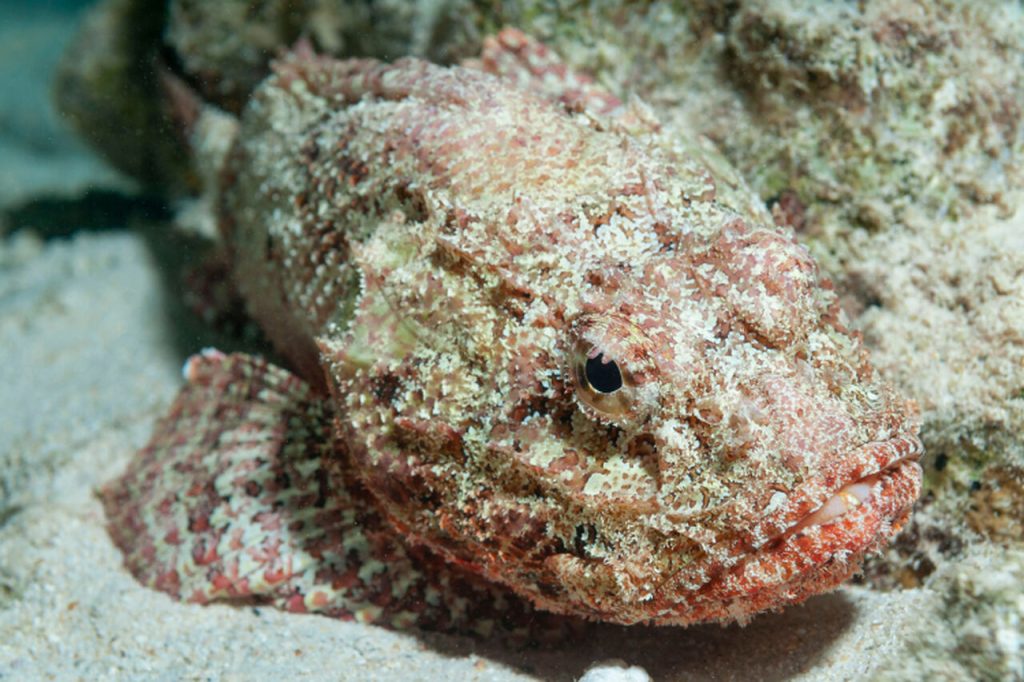peixe venenoso