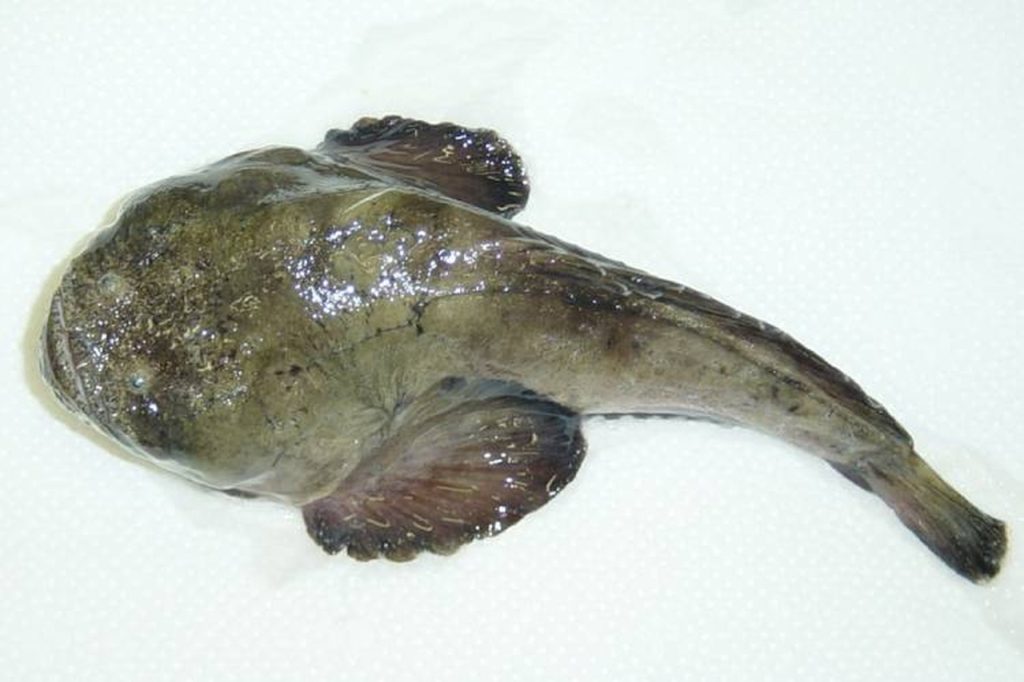 peixe venenoso