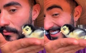 Fofura: Pintinho com sobrancelha encanta no campo e na internet
