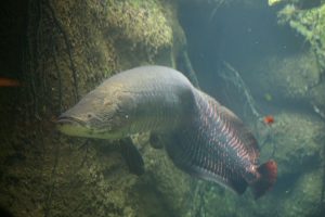 Peixe gigante invade rios de cinco estados e ameaça a fauna nativa