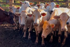 Melhoramento genético da raça Purunã eleva qualidade da carne