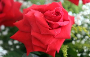 Plantio de rosas desponta em 10 cidades do Estado