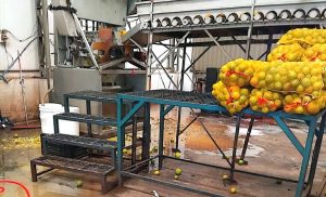 Fábricas de suco de laranja são interditadas por falta de condições sanitárias