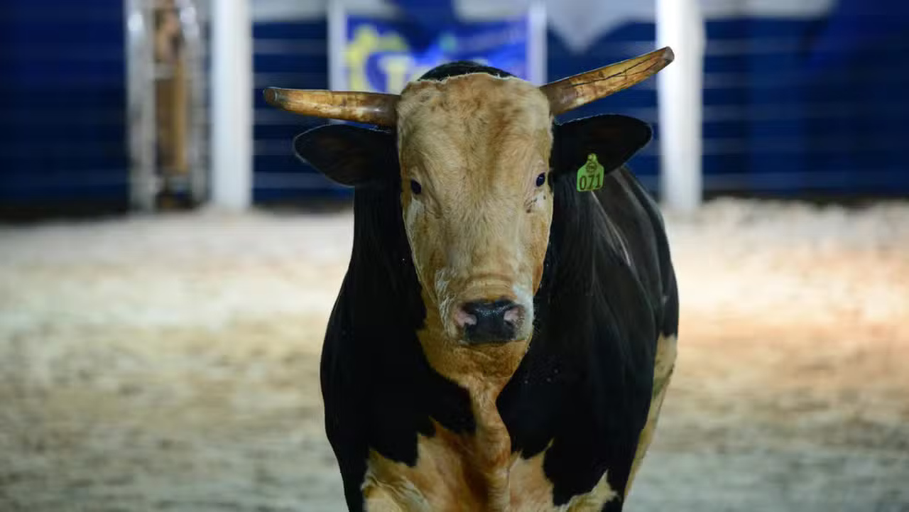 Touro mais caro do Brasil arremessa fotógrafo na arena