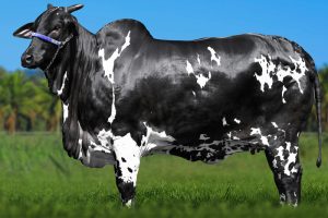Vaca bate recorde com valorização de R$ 15,2 milhões
