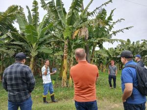 Agricultores conhecem projetos referência de bananicultura