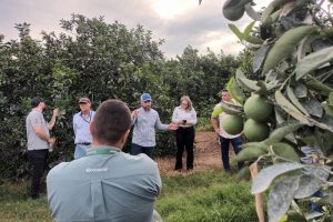 Fiscais conhecem experiência no combate ao greening