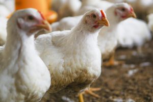 Quatro países reduzem restrições a carne de frango do Brasil