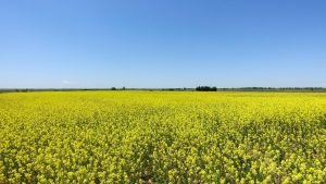 Canola ganha força no inverno e se firma como cultura estratégica 